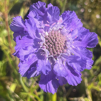 Scabiosa (Lomelosia) caucasica 'Fama'
